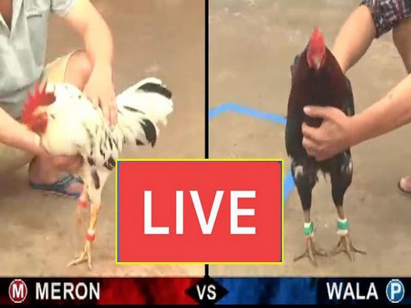 Cá cược đá gà trực tiếp từ trường đấu